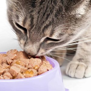 Cat Food